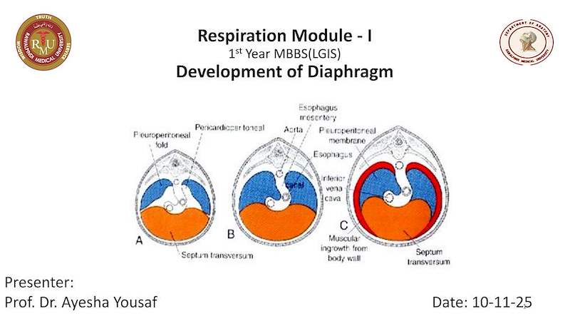 Development of diaphargm.pdf
