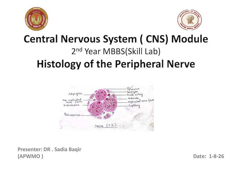 1-Histology of peripheral nerve  practical.pdf
