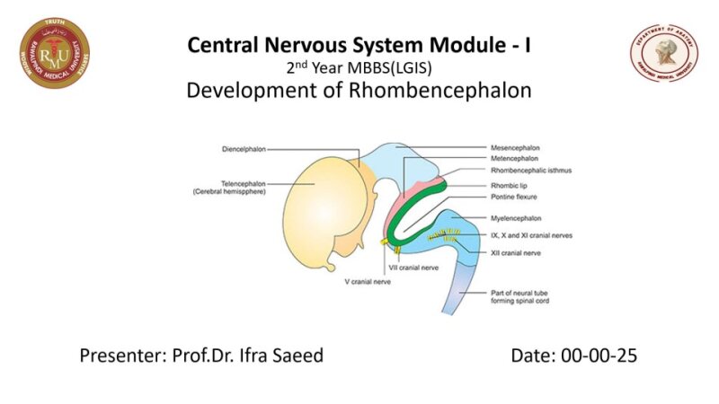 Development-of-Rhombencephalon.pptx
