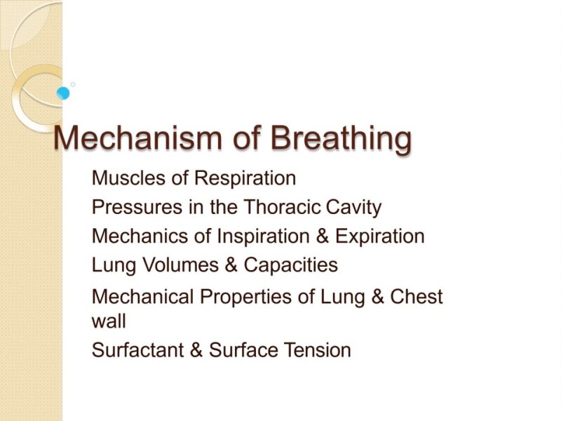 Mechanism of Breathing.pptx