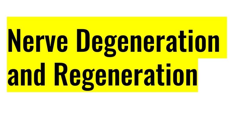 Nerve Degeneration and Regeneration. Dr Kamil.pdf