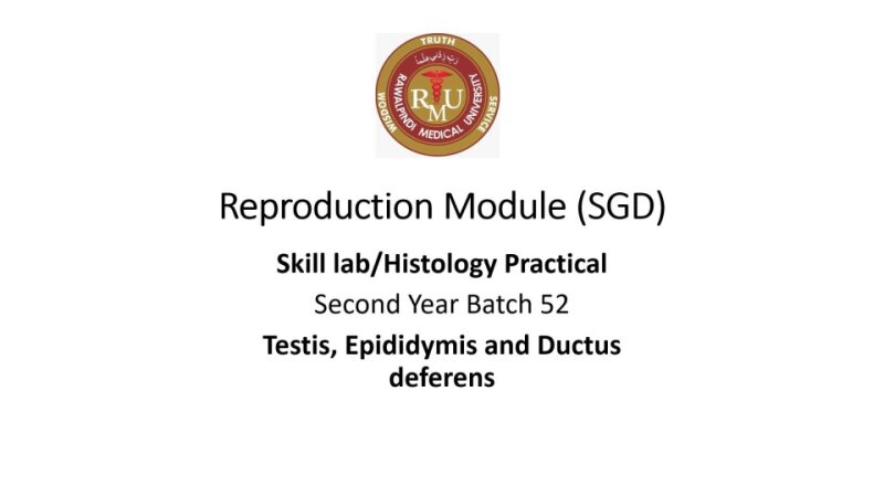 TESTIS.pptx