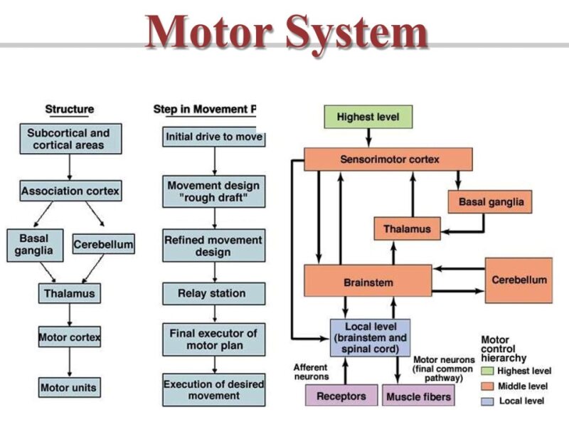 motorsystem-171116040425.pptx