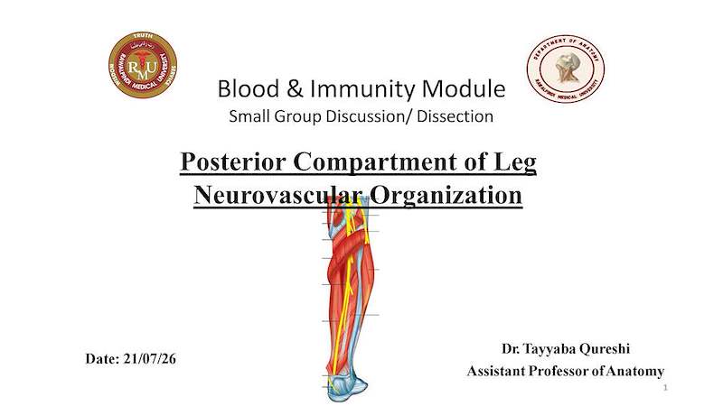 Posterior Compartment of Leg (Neurovascular).pdf