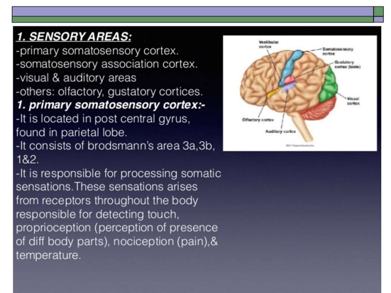 cns Somato Sensory Cortex.ppt