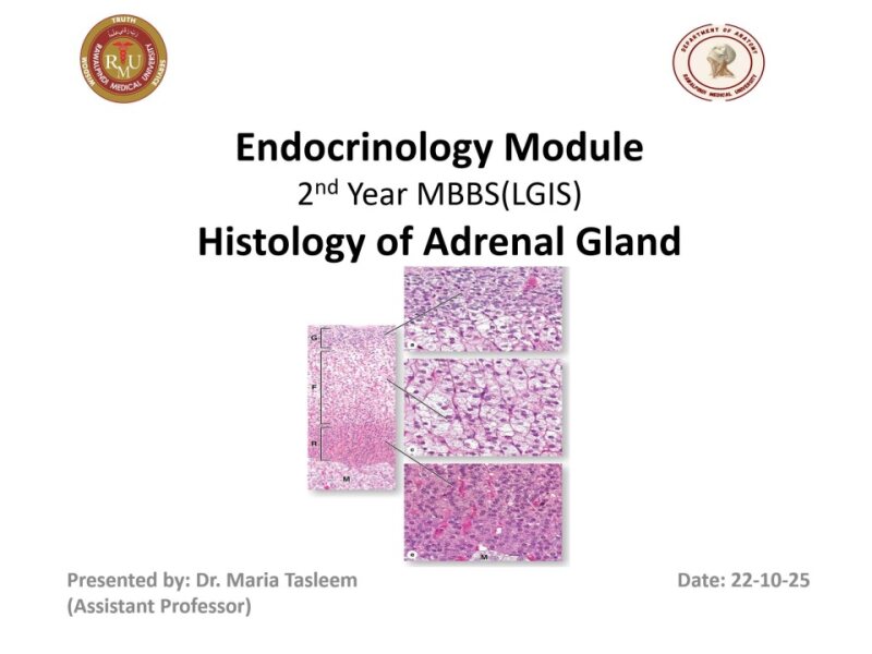 Histology of Adrenal gland and pancreas.pptx