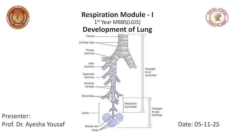 Development of lung .pdf