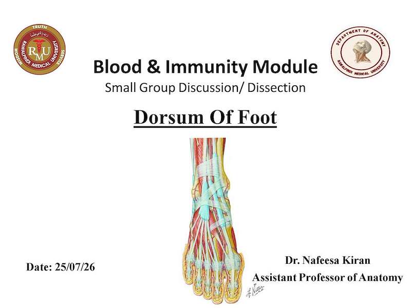 Dorsum of foot .pdf