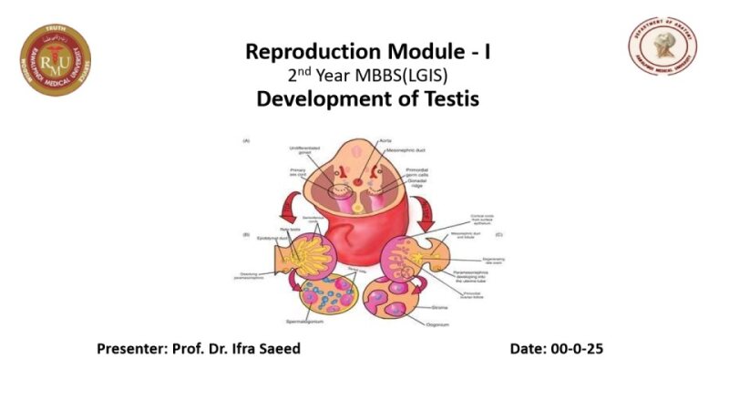 development-of-testis-2025.pdf