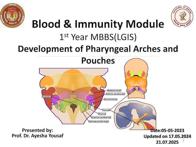 Pharyngeal Arches .pdf