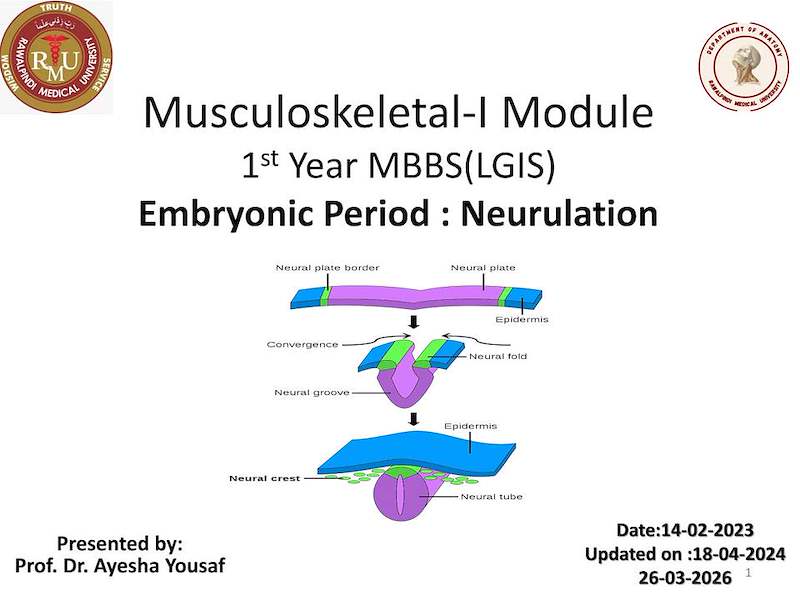 Embryonic Period(neuralation).pdf