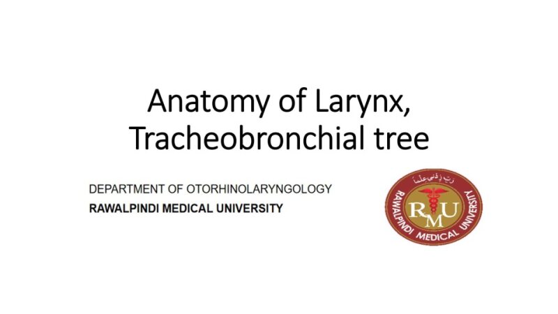 Anatomy-of-Larynx-Trachea-Bronchi.pptx