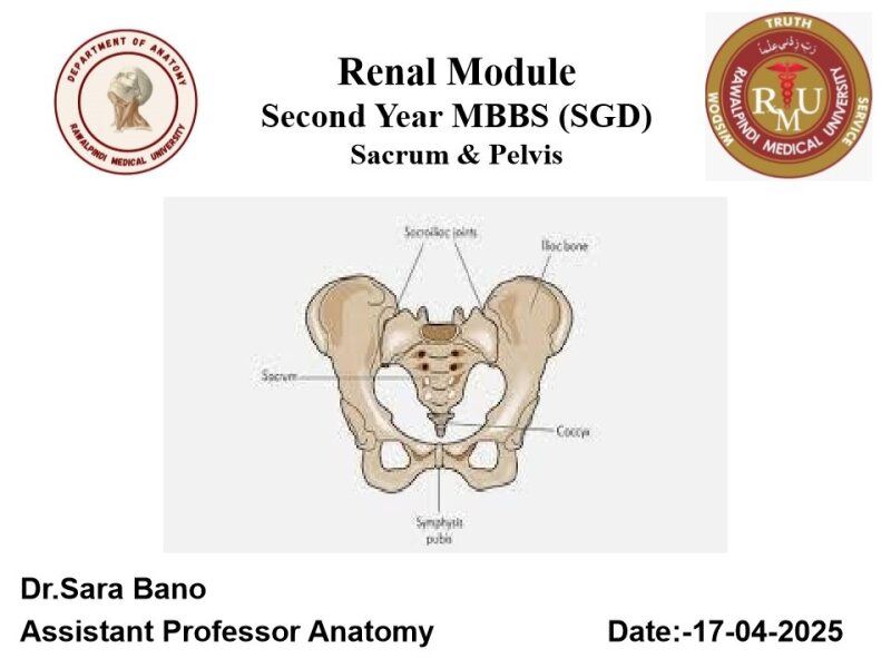SACRUM-PELVIS-Modified-Dr-sara-bano.pdf