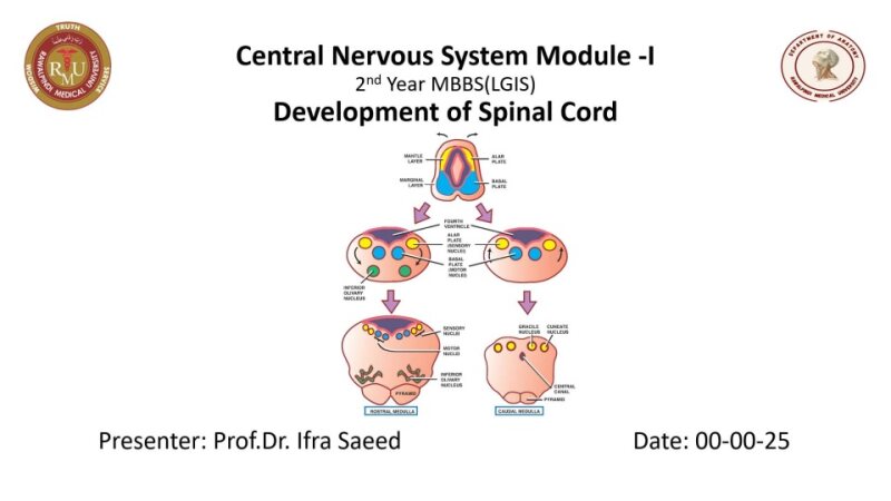 Development-of-Mesencephalon-and-Prosencephalon.pptx