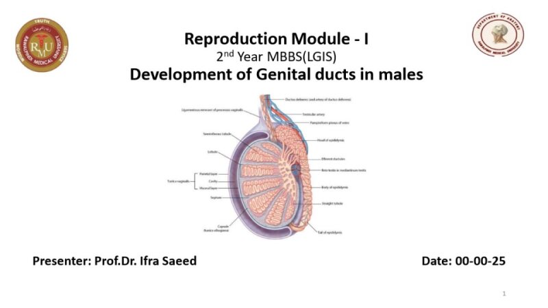 Development-of-Male-Genital-Ducts.pdf