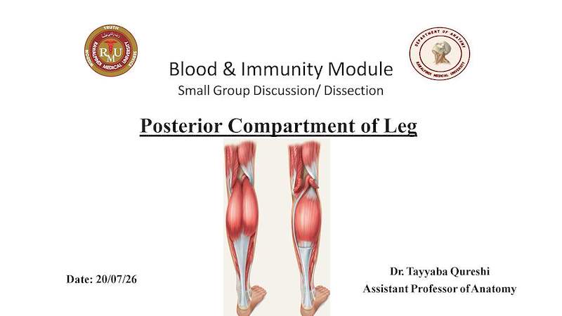 Posterior compartment of leg.pdf
