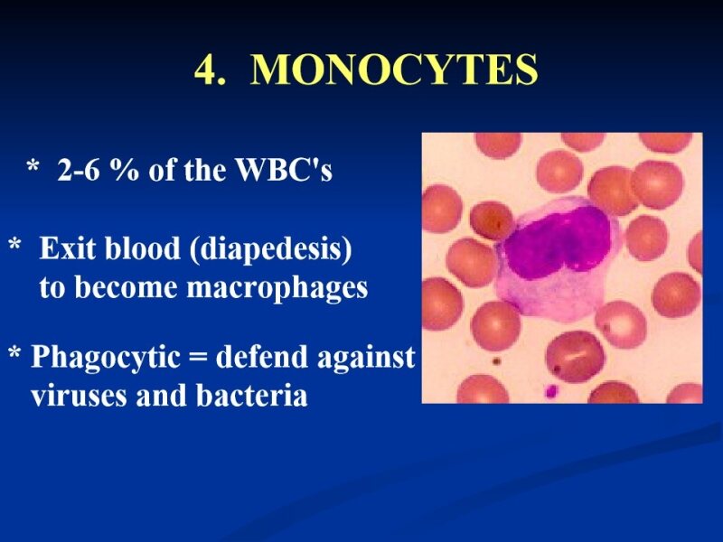 Monocyte macrophage system.pdf