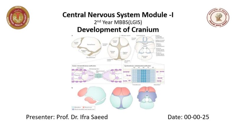 Development-of-Cranium.pdf