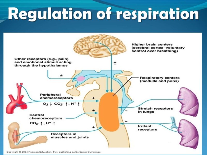 regulation of respiration 2.pptx