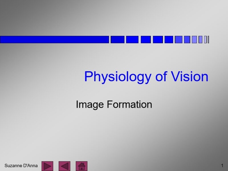Physiology of Vision.pdf