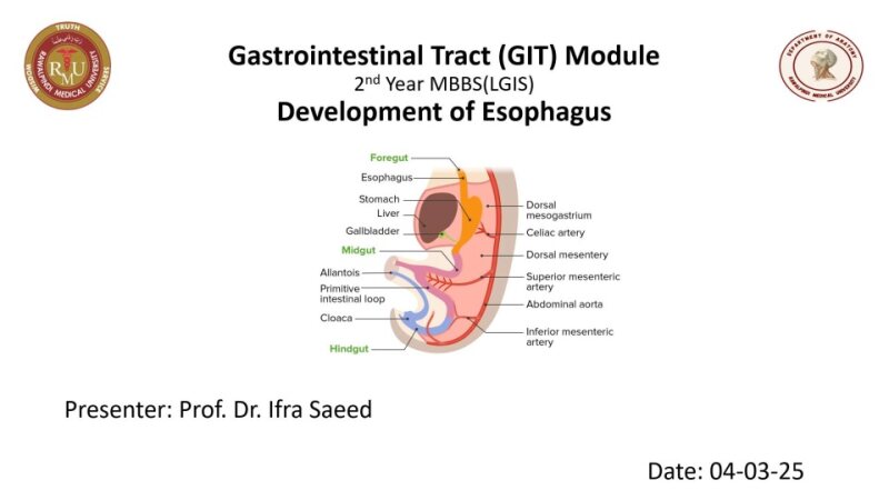 Development-of-Esophagus.pptx