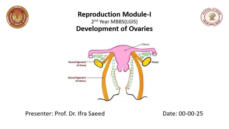 Development-of-Ovary.pdf