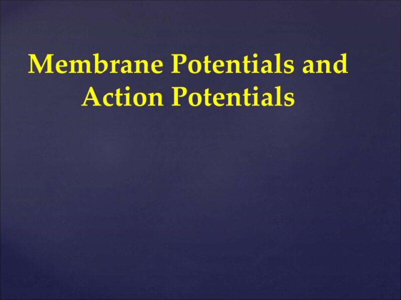 membrane potential.ppt