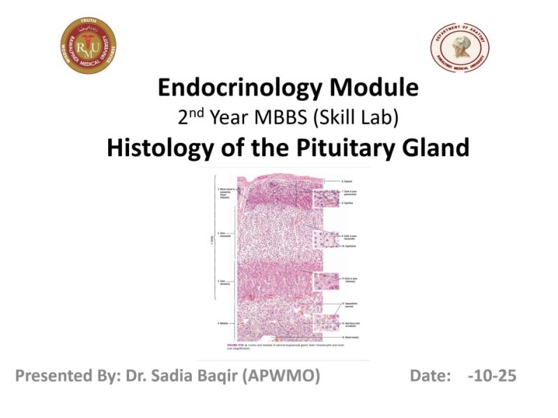 3-Histology of adrenal gland & pancreaspractical final.pptx