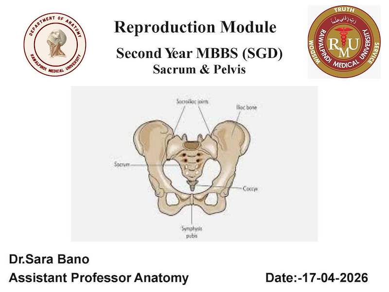 SACRUM & PELVIS .pdf