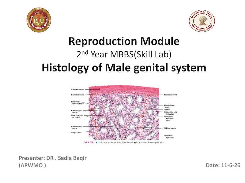 1-Histology of male reproductive system practical.pdf