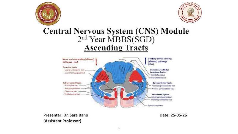 2 Spinal Cord.pdf
