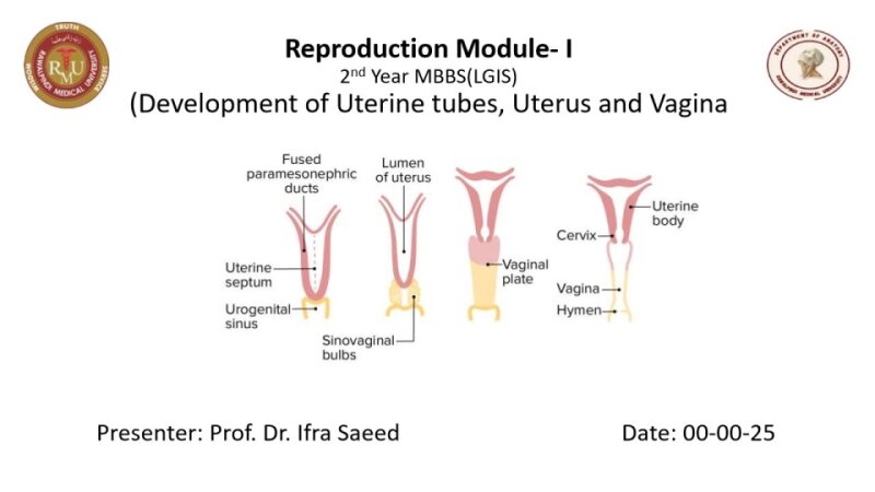 Development-of-Uterus-vagina.pdf