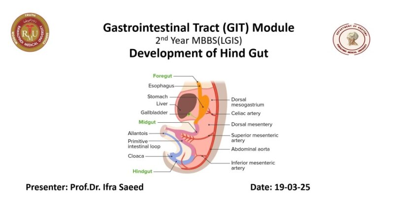 Development-of-hind-gut-2025.pptx