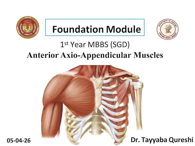 Anterior Axioappendicular Muscles.pdf