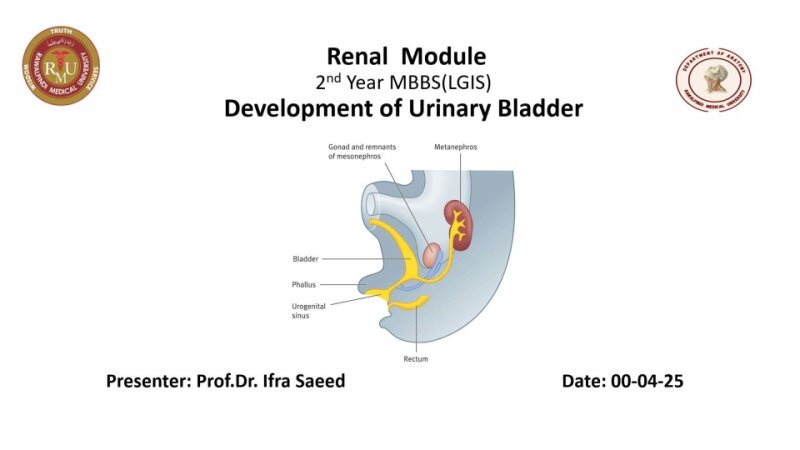 development-of-Urinary-Bladder-2.pptx
