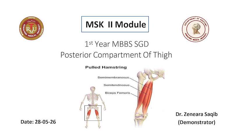 Posterior Compartment of Thigh.pptx
