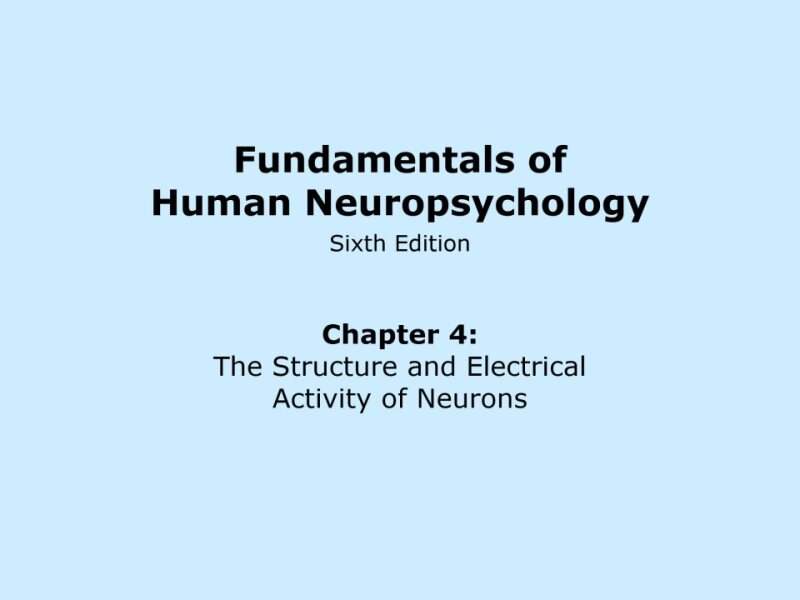 Organization of the Motor System.ppt