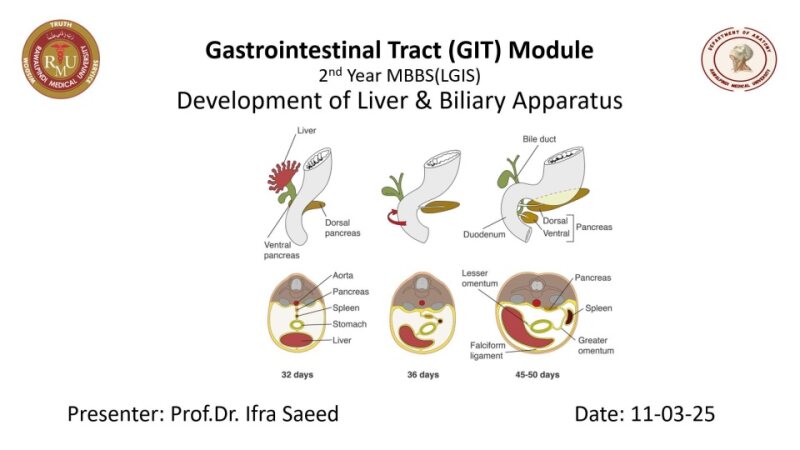 Development-of-liver.pptx