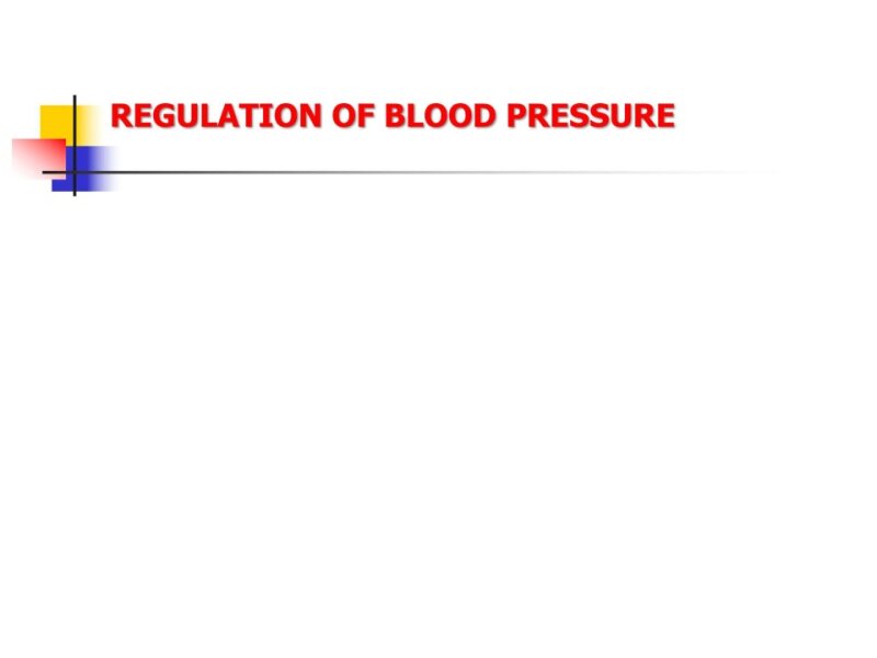 11- Arterial Blood Pressure Regulation.ppt